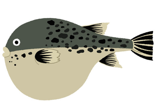 とらふぐ の画像 5 561 件の Stock 写真 ベクターおよびビデオ Adobe Stock