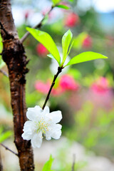 Almond flower_5