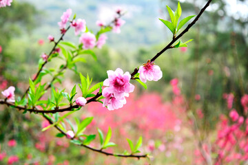 Almond flower_2