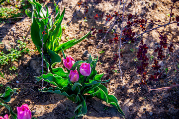 Цветы весны. Тюльпаны, нарциссы, одуванчики и другие