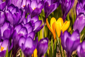 one yellow flower among the purple ones