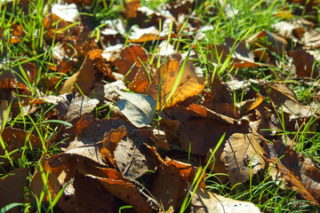 Green grass and fallen leaves on blurred autumn background. Season change concept.