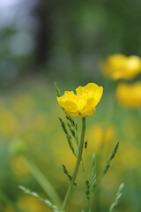 Yellow flower.