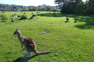 Cute animals on the grass
