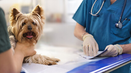 small dog at the reception at the veterinarian. Image of dog on the operating table and doctor in a veterinary clinic. Animal clinic. Pet check up. Health care
