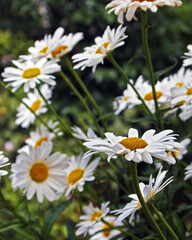 Obraz premium Lots of Daisies