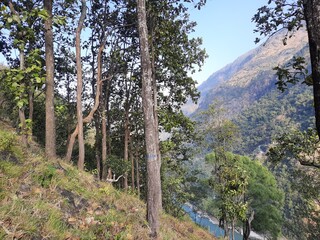 Obraz premium tree in the mountains