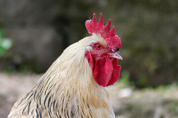 rooster in the garden