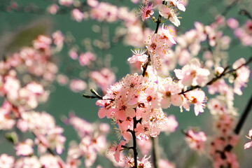 Beautiful flowering Japanese cherry - Sakura. Background with flowers on a spring day.
