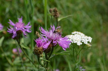 Fototapeta premium bee on a flower