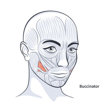 Buccinator. Facial muscles of the female. Detailed bright anatomy isolated on a white background vector illustration