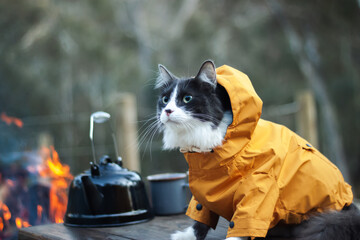 Domestic medium hair cat in yellow jackets hoodie wearing sunglasses sitting and relaxing on rustic...