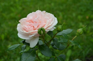 pink rose