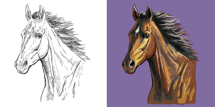 Vector illustration portrait of horse with a flowing mane