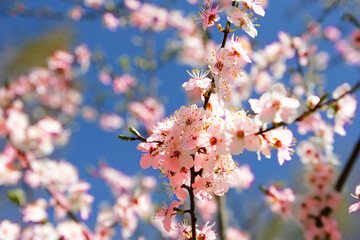 Beautiful flowering Japanese cherry - Sakura. Background with flowers on a spring day.