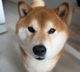 portrait of a beautiful, fluffy brown Shiba Inu dog, sitting in an apartment, at home, during the day. Positive, good mood, end of self-isolation, freedom, problems of raising purebred dogs