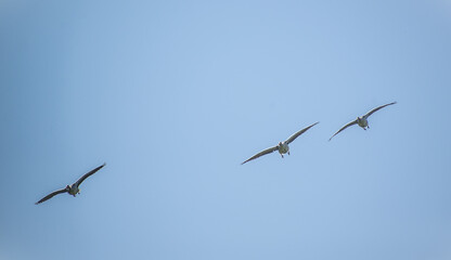 Gänse im Formationsflug