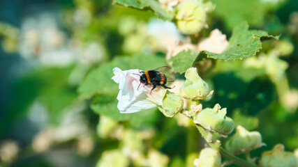 Bumblebee in white flower, macro. Allergy season concept.