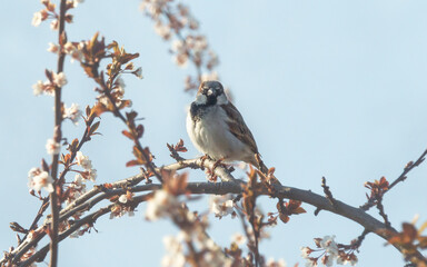 Fototapeta premium Close up of house sparrow on blooming plum tree in the early morning in springtime with alpine snow mountains, Austria