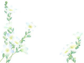 白い桔梗の花