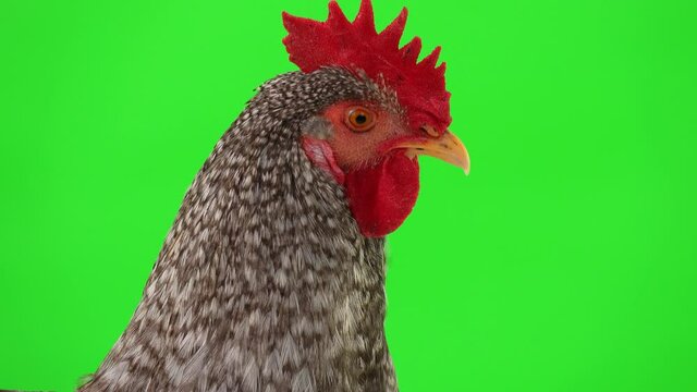 portrait a gray rooster on a green screen. Studio