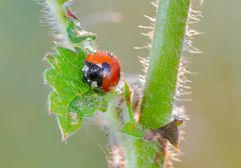 ladybug soaked in dew sits on a leaf 