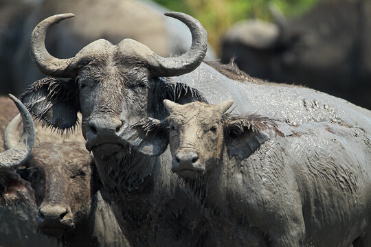 Buffle (syncerus cafer)