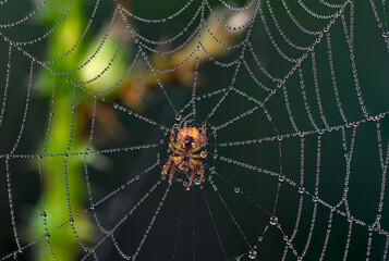 spider waiting for prey on the web 