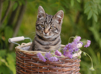 Fototapeta na wymiar The kitten sits in a basket against the backdrop of a green garden. Cute tabby kitten with flowers outdoors in summer in the garden.