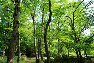 癒しの緑　森　風景