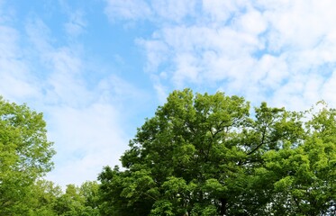 爽やかな新緑と空　風景