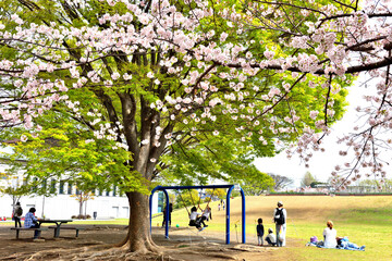 寒川中央公園で満開の桜と新緑の大木