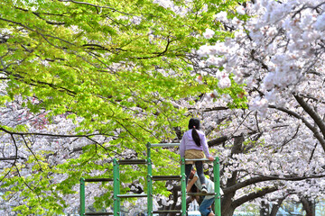 寒川中央公園の満開の桜と新緑と子供たち