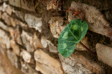 Cyclamen grows through stone wall