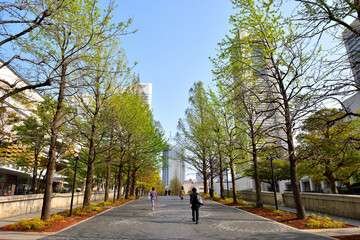 横浜みなとみらいの新緑の並木道