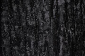 Fototapeta premium Textura Natural