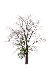 Obraz premium dead tree isolated on white background, tropical trees used for design, advertising and architecture