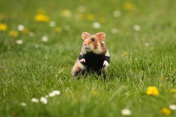 European hamster on a flowering meadow. Cute little animal and blooming nature. Cricetus cricetus. Wild animals. European wildlife. 