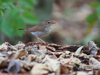 Rufous-tailed robin, Larvivora sibilans