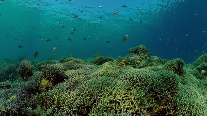 Fototapeta na wymiar Scene reef. Marine life sea world. Underwater fish reef marine. Philippines.