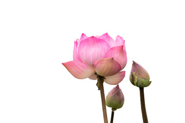 Pink Lotus Flower Isolated On White Background.