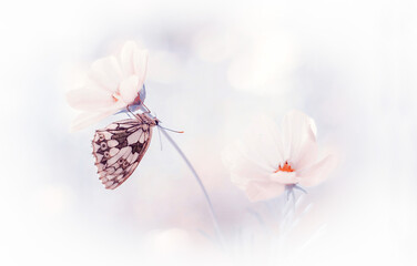 Butterfly (Melanargia galathea) 