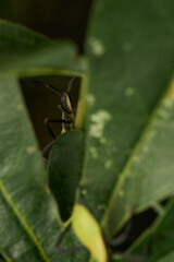 Fluorescent green insect between leaves