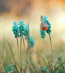 Ślimak na Szafirkach- grape hyacinth © Iwona