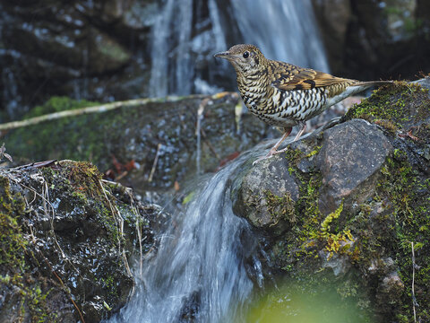 Scaly Thrush, Zoothera Dauma