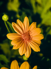 yellow daisy flower