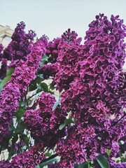 Lilac blossom. Lilac blossom, Vilnius	.