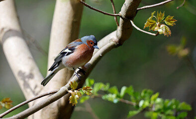 Male chaffinch perched in the woods