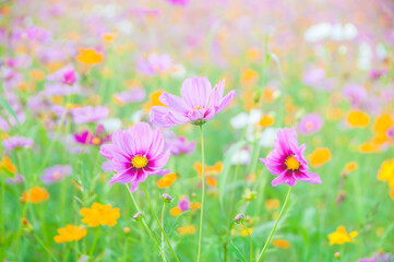 Cosmos flowers background