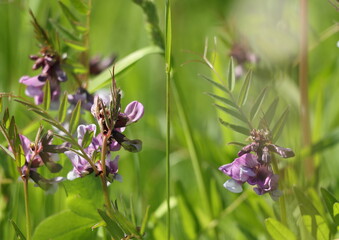 a meadow flower